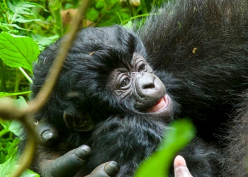 Rwanda Names 24 New Baby Gorillas
