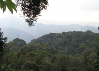 Rwanda to Plant 67 Million Trees