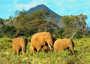 Samburu National park 