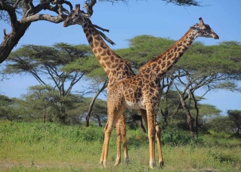 11 Days Uganda Wildlife And Primates Discover