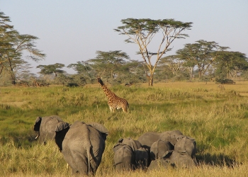 6 Days safari Serengeti-Ngorongoro crater.