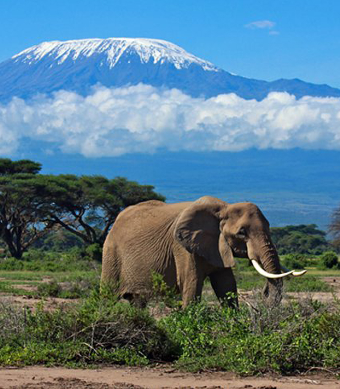Home to Kilimanjaro